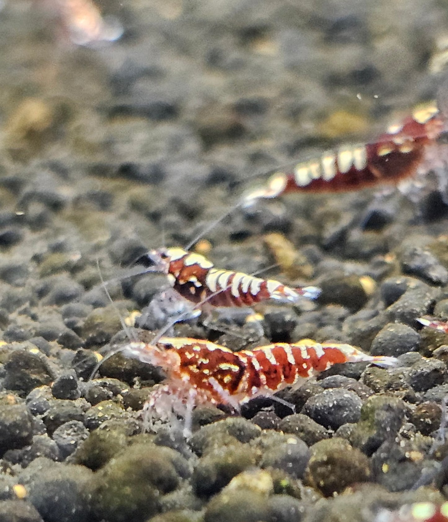 RED PINTO