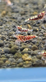 Freshwater Red Pinto plus for DOA