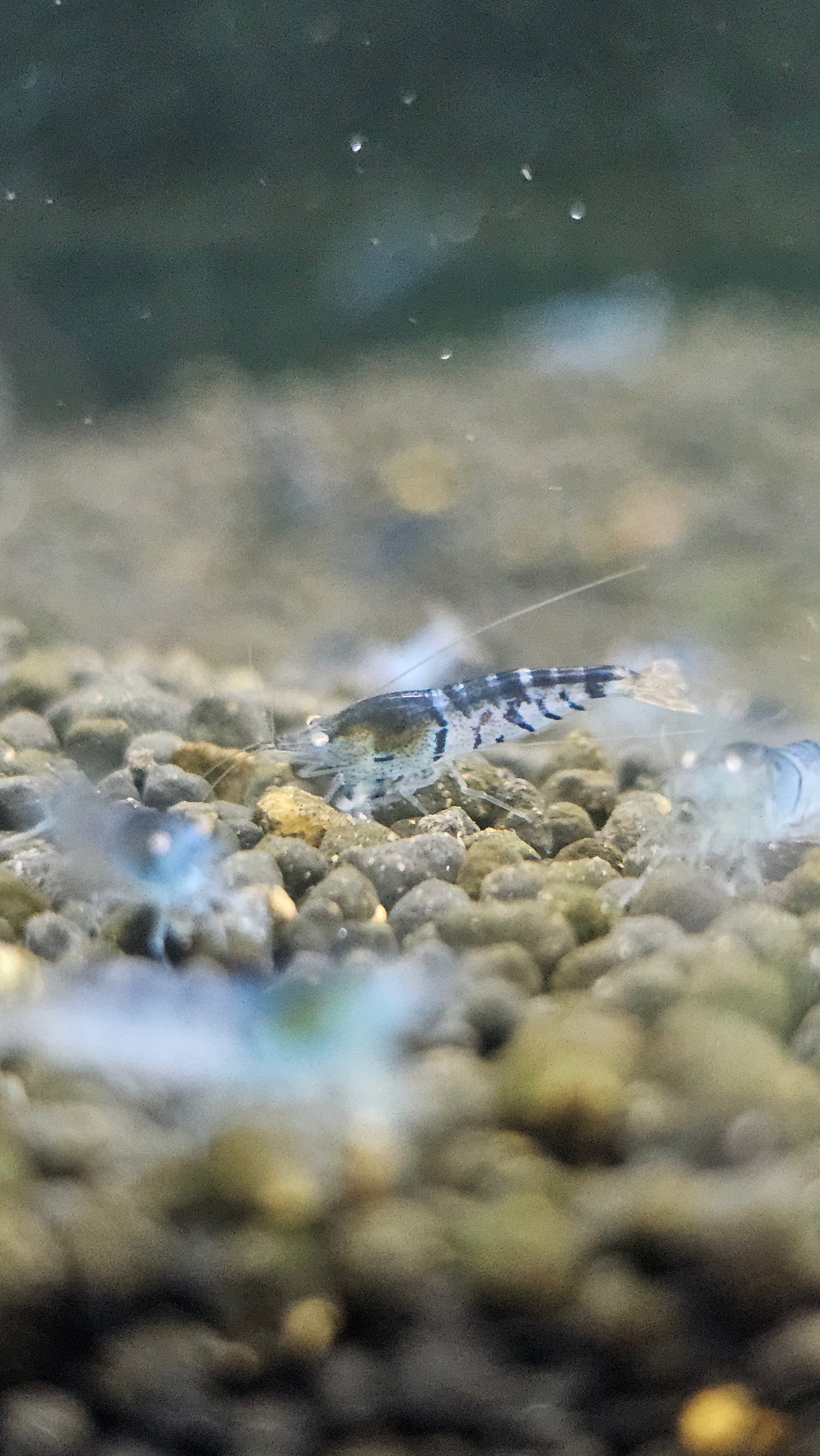 Orange Eye - Blue Tiger plus for DOA