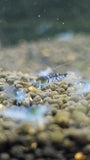 Freshwater Orange Eye - Blue Tiger plus for DOA