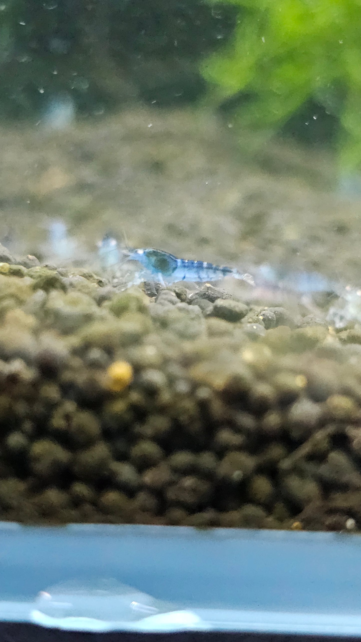 ORANGE EYE - BLUE TIGER Ornamental