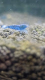 Freshwater Orange Eye - Blue Tiger plus for DOA
