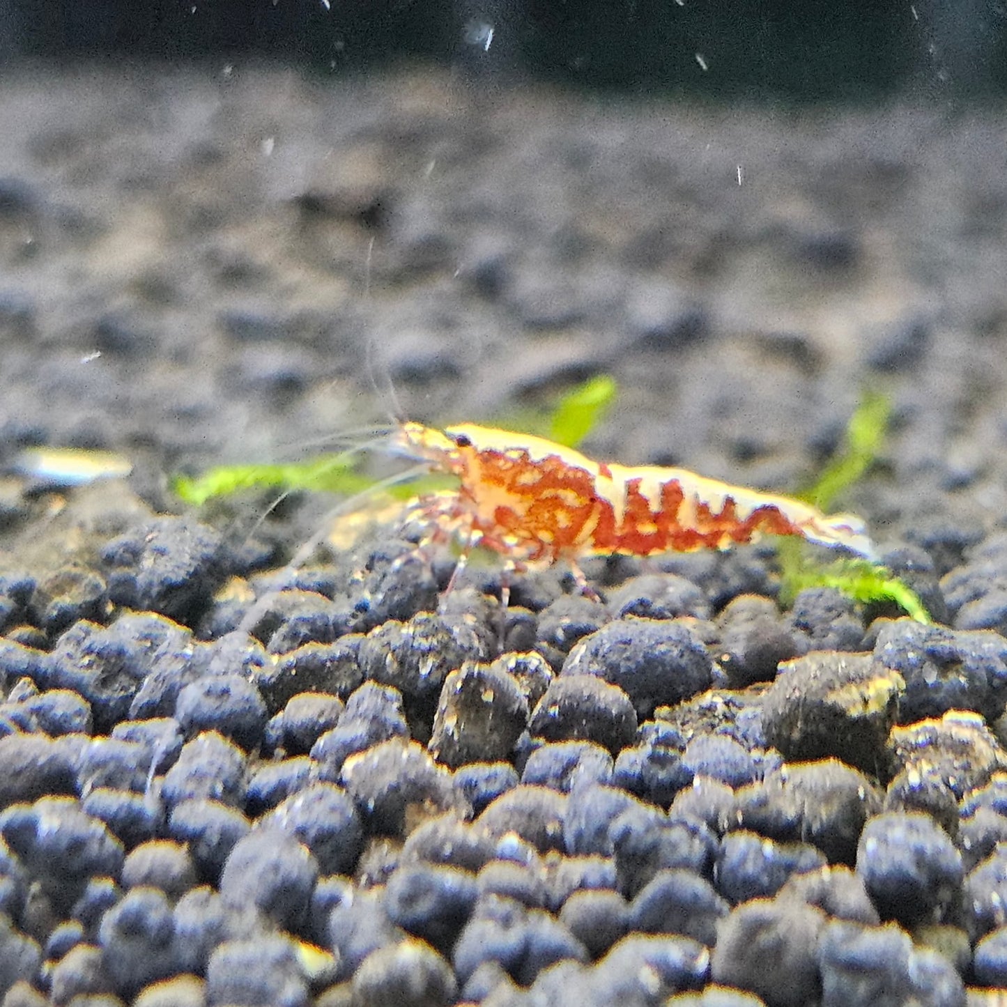 RED GALAXY