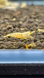 Freshwater White Bee plus for DOA