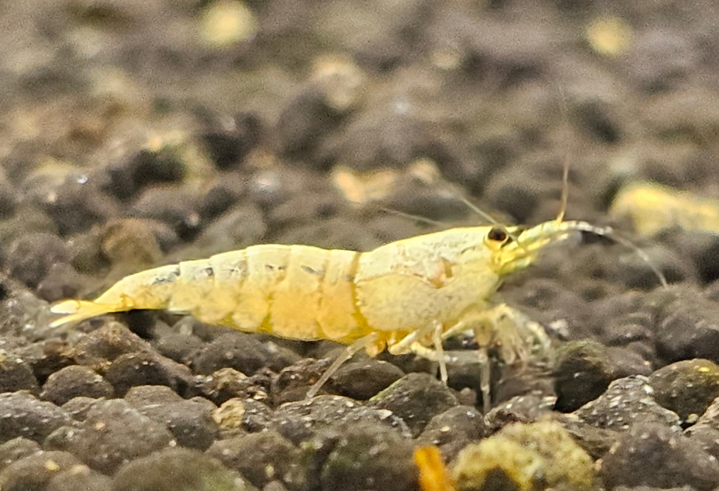 SNOW WHITE SHRIMP