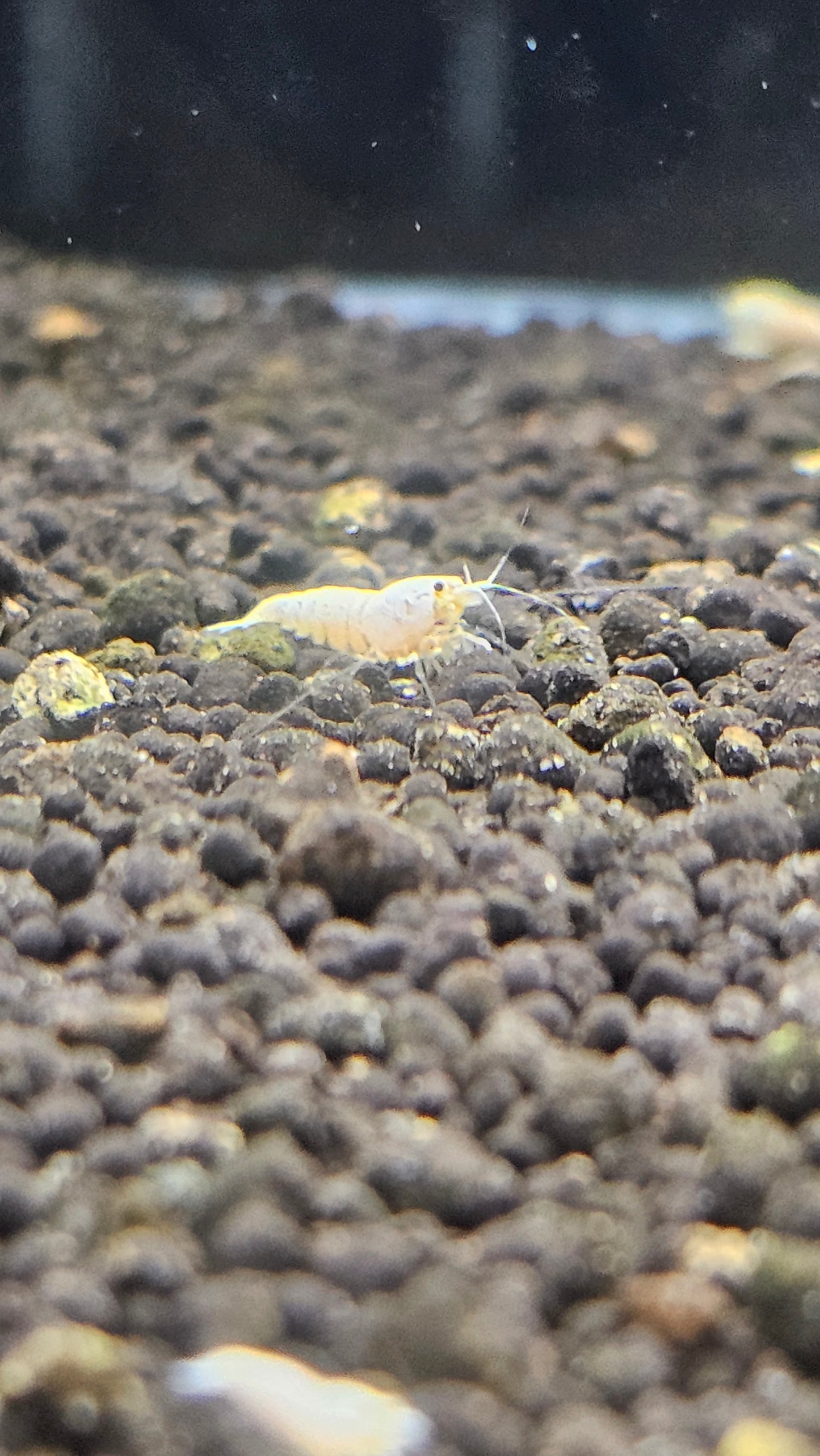 SNOW WHITE SHRIMP