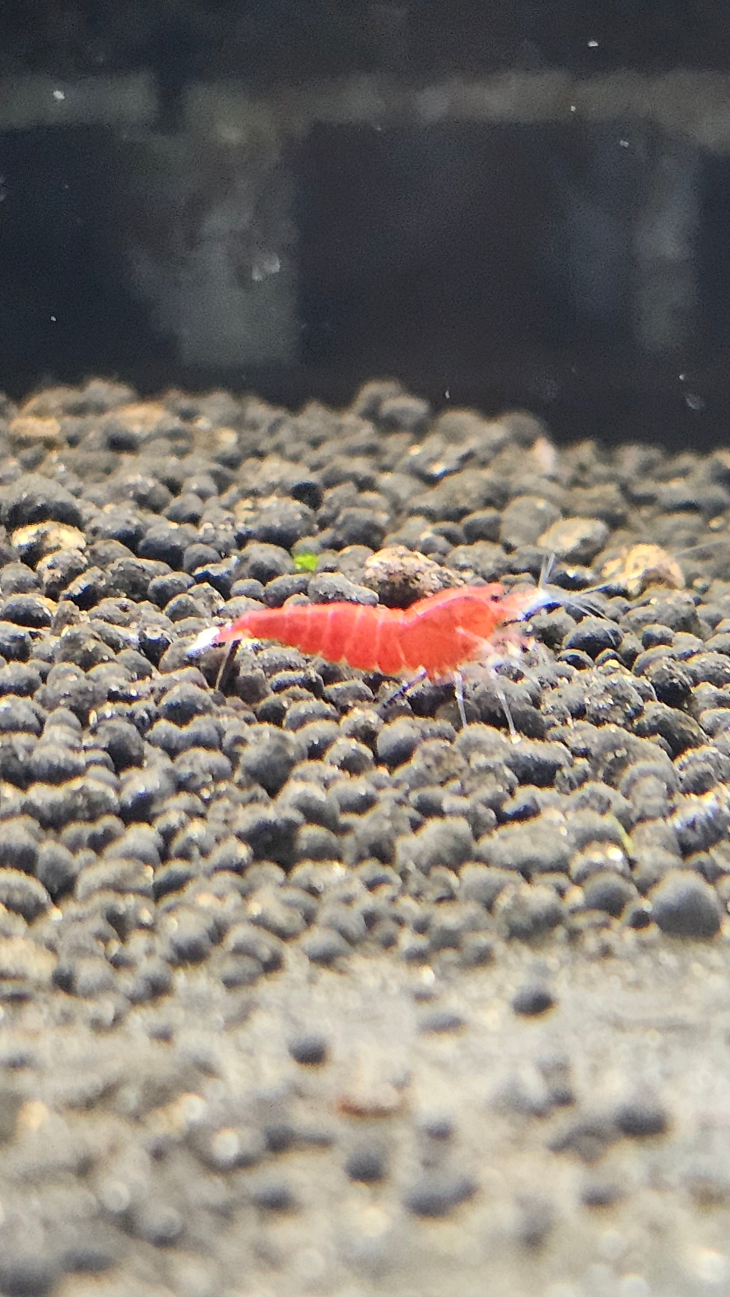 Super Red - Stripes SS Grade (PACK OF 5+1 FOR DOA EXTRA)