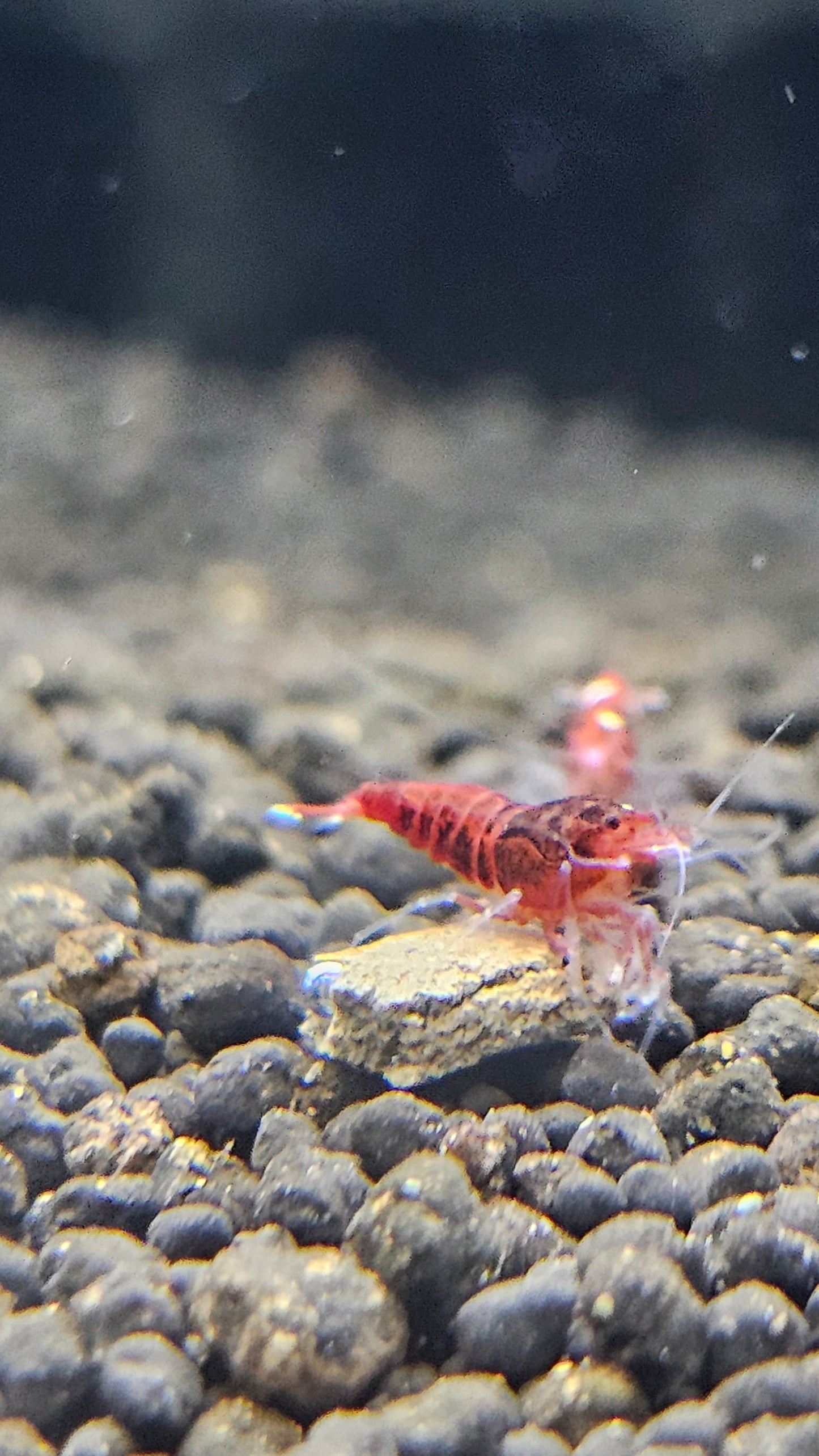 Super Red - Stripes SS Grade (PACK OF 5+1 FOR DOA EXTRA)