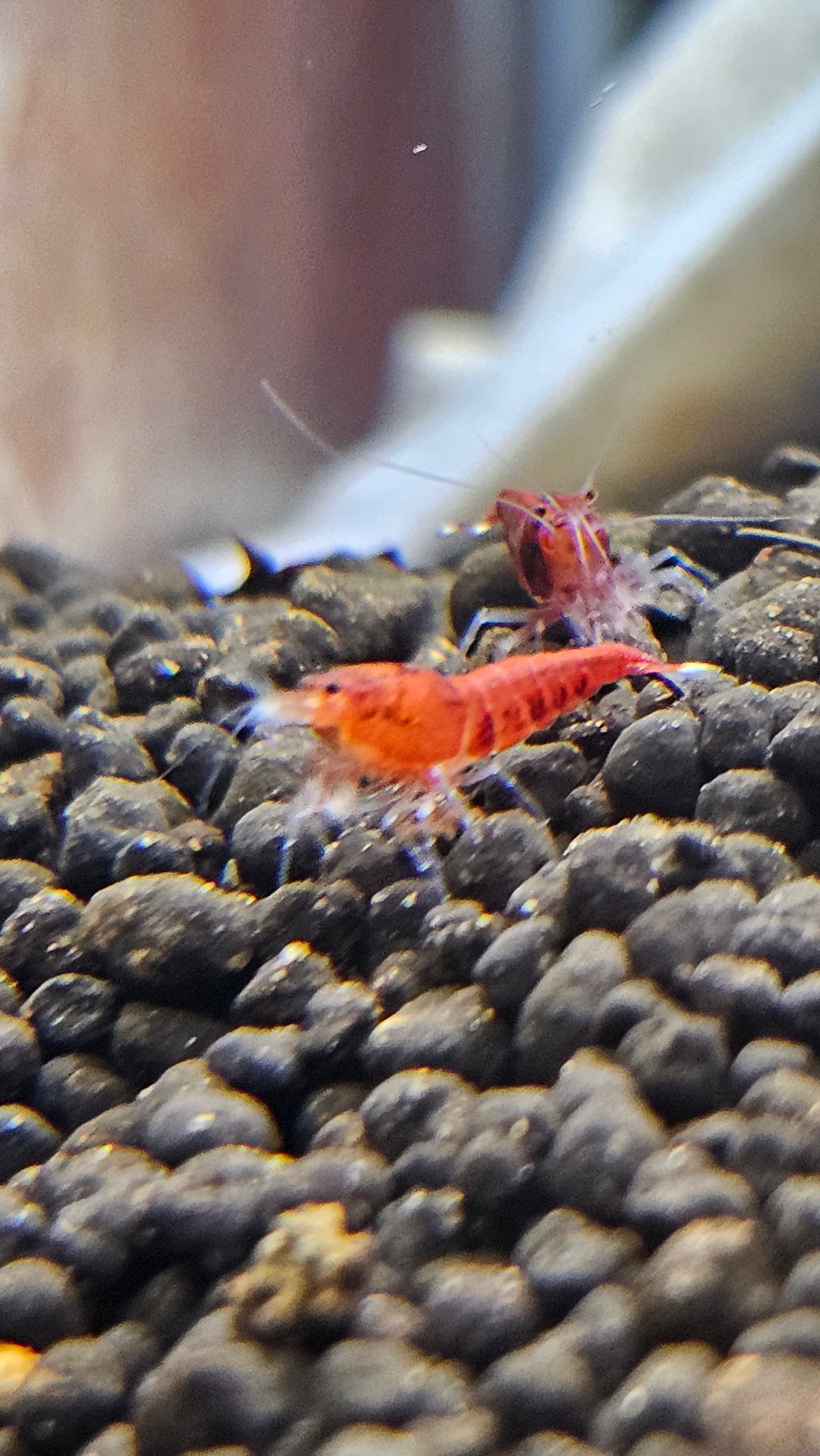 Super Red - Stripes SS Grade (PACK OF 5+1 FOR DOA EXTRA)