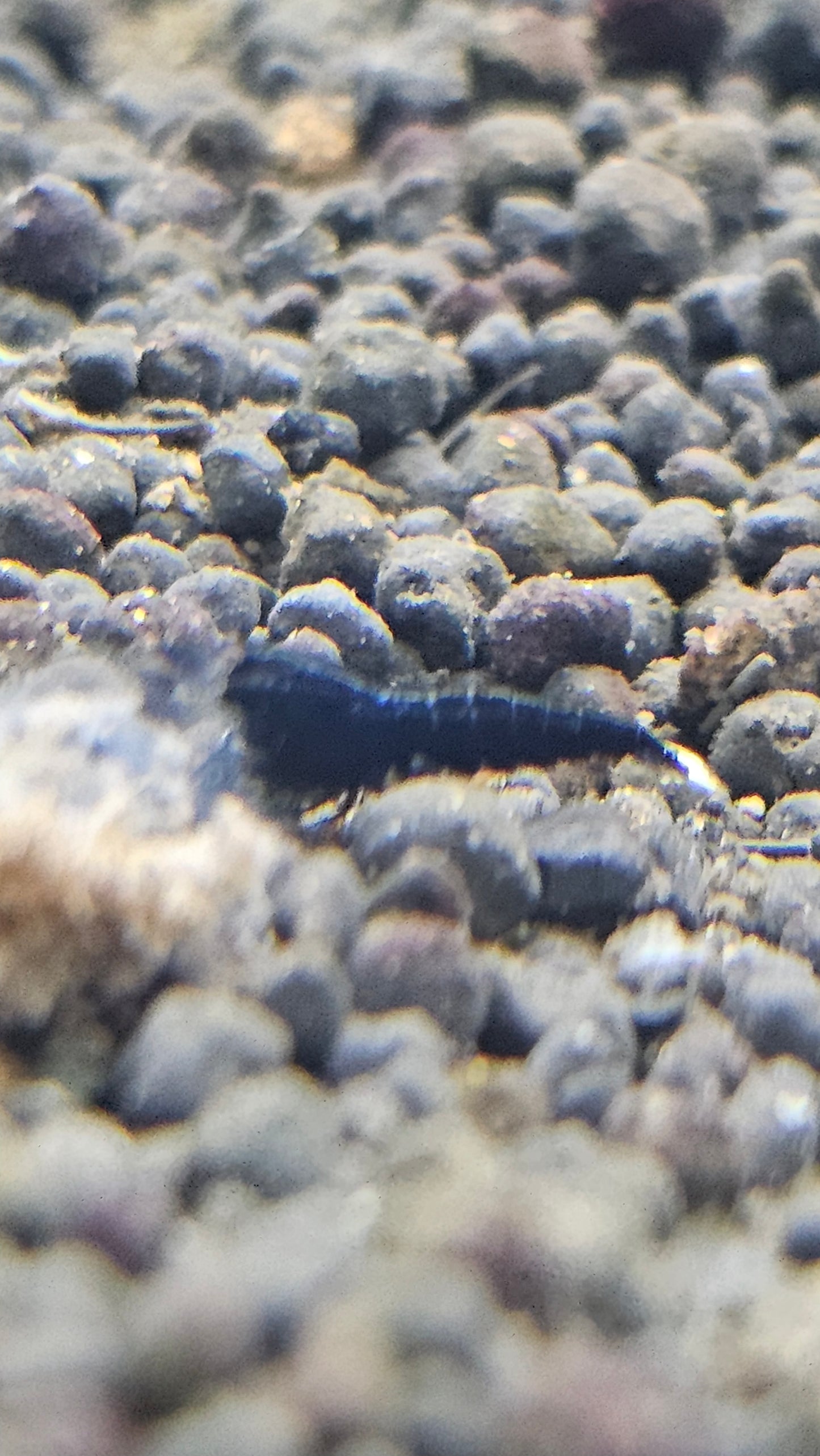 Black King Kong - Extreme plus for DOA