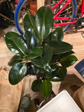 8" Pot - XL size Ficus elastica "Cabarnet" Variegated Rubber Tree -#017