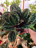 6in pot - Calathea Roseopicta indoor air purifier- Get similar to the picture