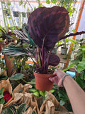 6in pot - Calathea Roseopicta indoor air purifier- Get similar to the picture
