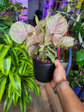 4 inch Pot -Syngonium Pink Candy - Exact Plant Pictured Sep 11, 2024