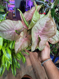 4 inch Pot -Syngonium Pink Candy - Exact Plant Pictured Sep 11, 2024