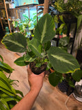 4 inch pot, Exact Plant - Adelonema pallidinervium - Easy Care indoor - pic: Oct 17, 2024