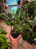 4 inch pot, Exact Plant - Adelonema pallidinervium - Easy Care indoor - pic: Oct 17, 2024