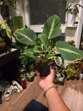 4 inch pot, Exact Plant - Adelonema pallidinervium - Easy Care indoor - pic: Oct 17, 2024