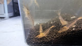 Red Amano Shrimp