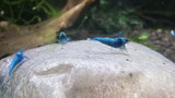Blue Bolt Extreme