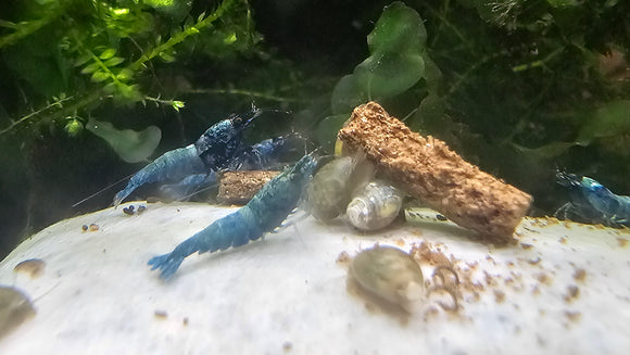 Blue Bolt Extreme