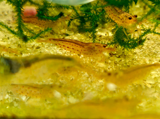 Red Amano Shrimp