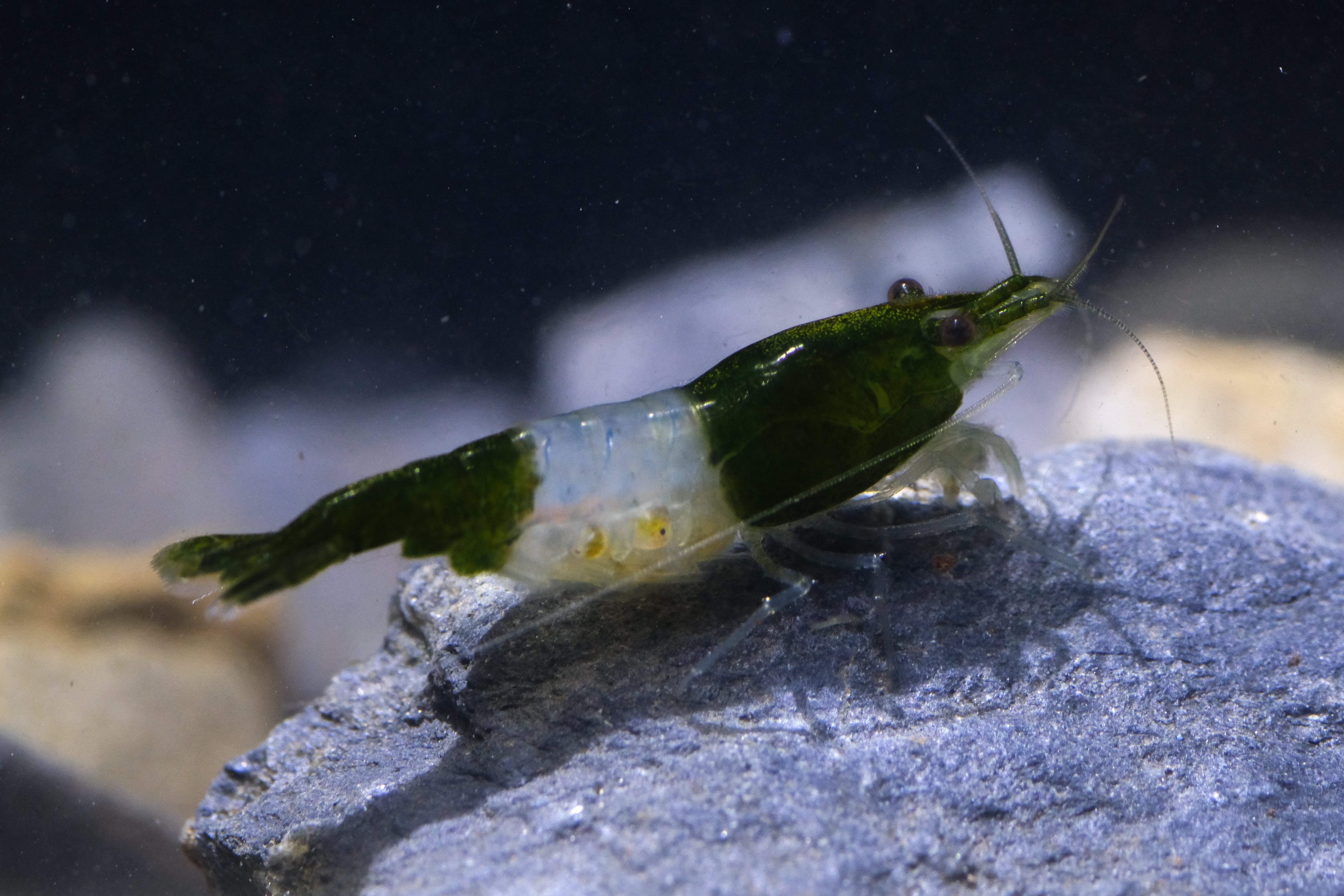 Green Rili Neocaridna – Blue Crown Aqua
