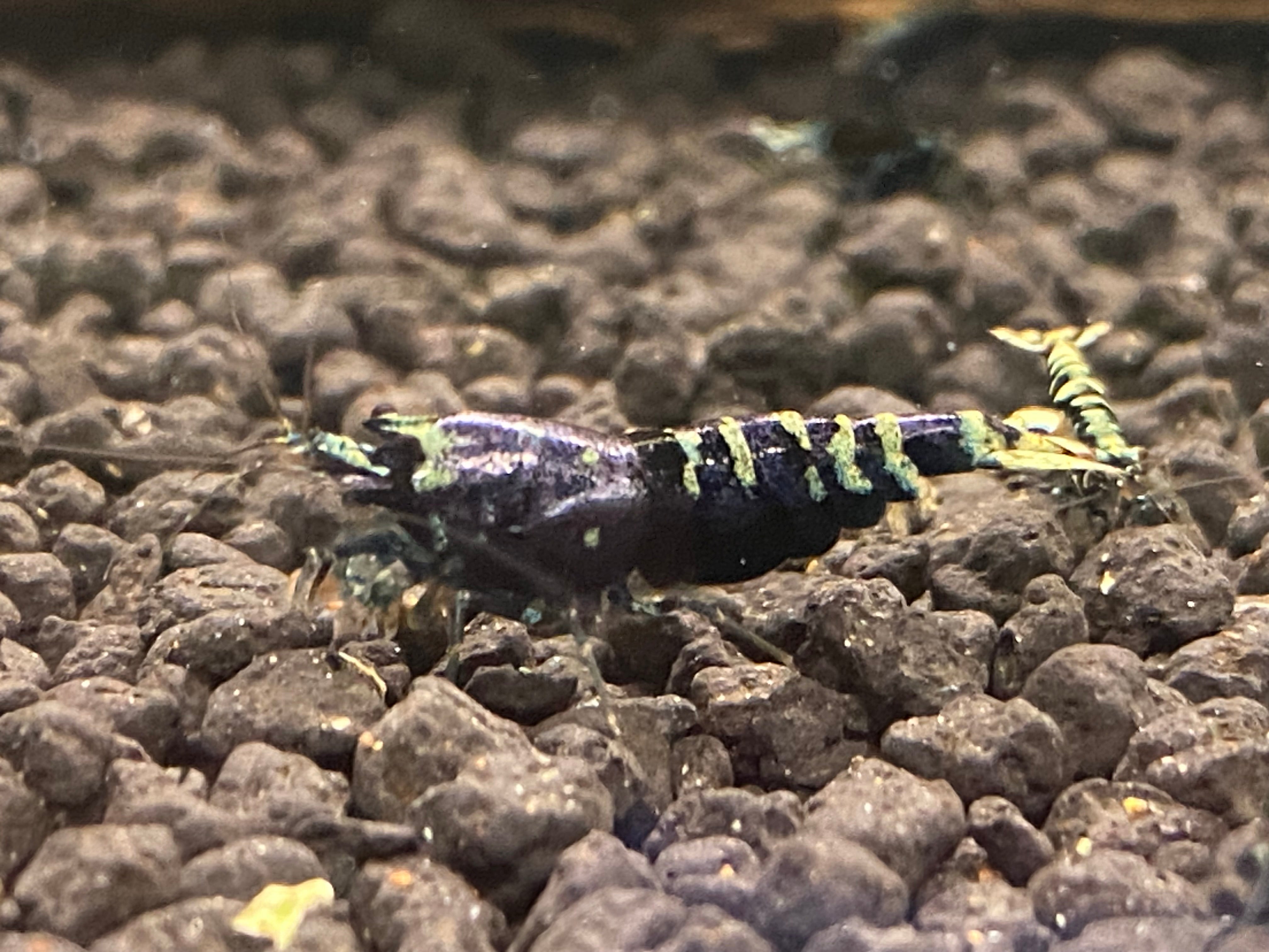 Purple Metallic Nanashi Pinto (PACK OF 5) PREORDER ONLY – Blue