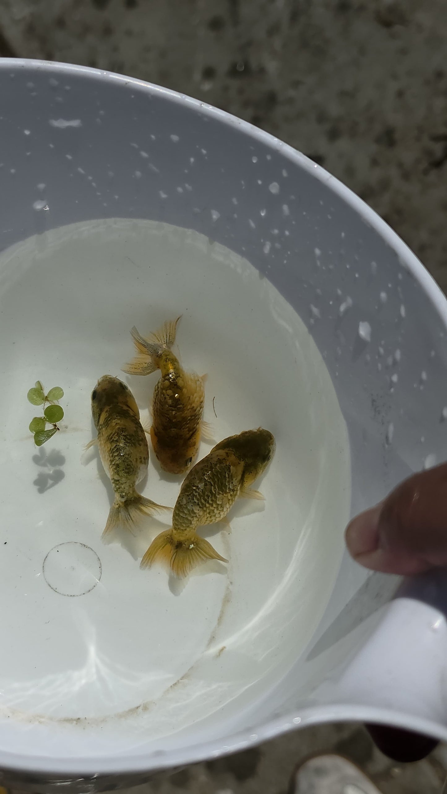 Mixed Ranchu 2.5 inch (Copy)