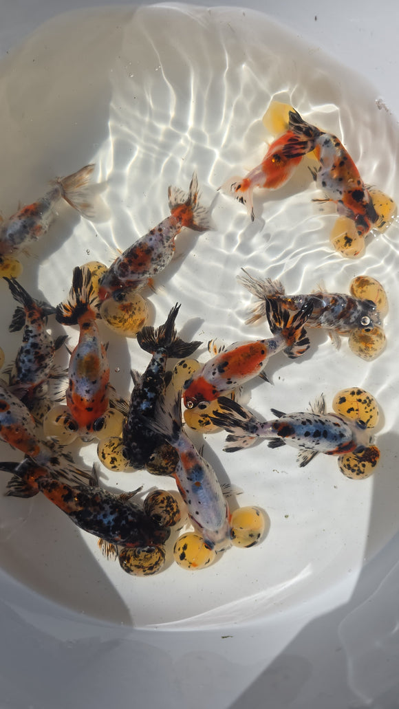 Calico/Tigers Bubble Eye Goldfish