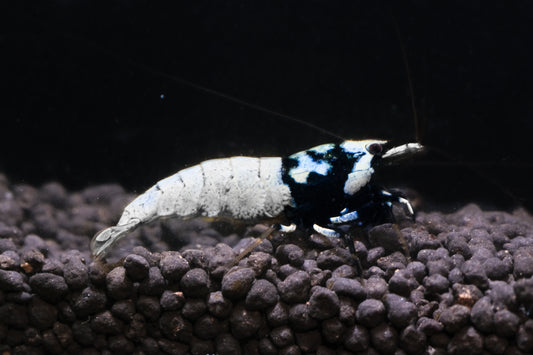 Black Pinto plus for DOA