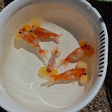 Red & White Sakura Bubble Eye Goldfish