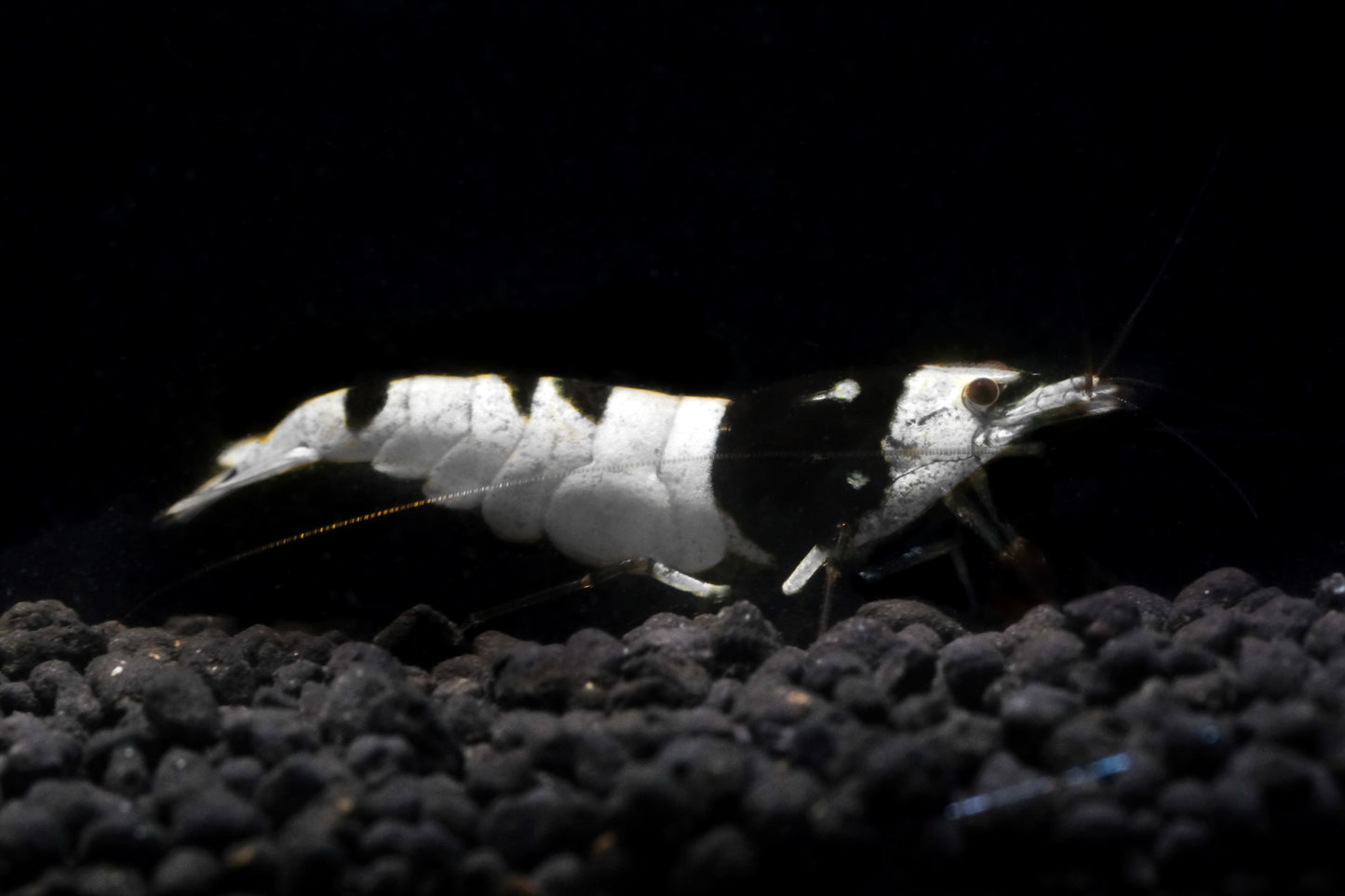 Black Pure line PBL  Caridina S grade