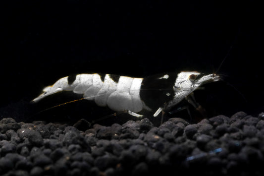 Black Pure line PBL  Caridina S grade