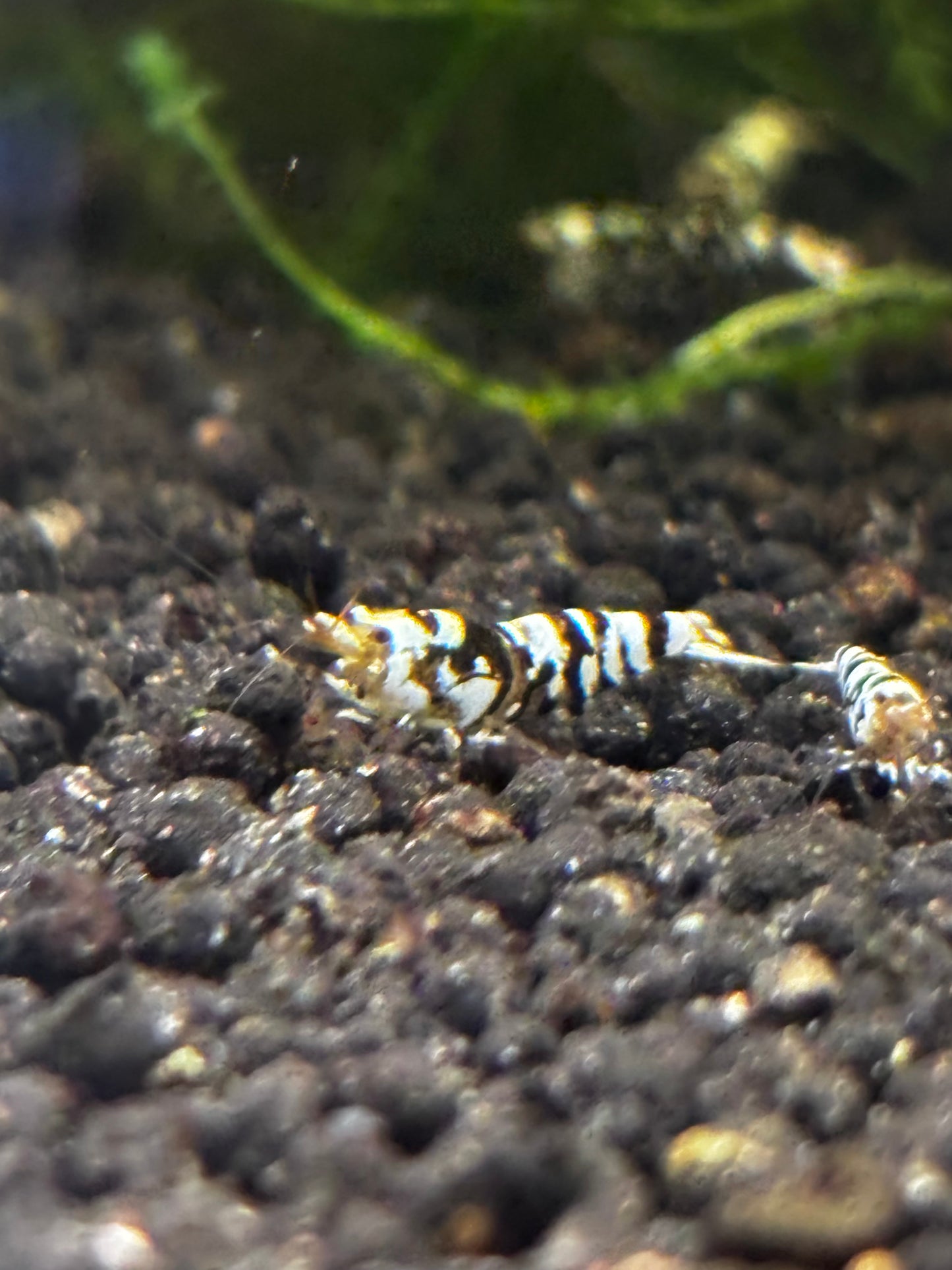 Black Fancy Tiger A/S Grade plus DOA extra)