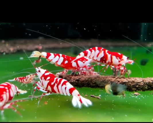 Red fancy tiger Breeder Ji Hong