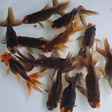 Pom Pom Copper Oranda Juvenile