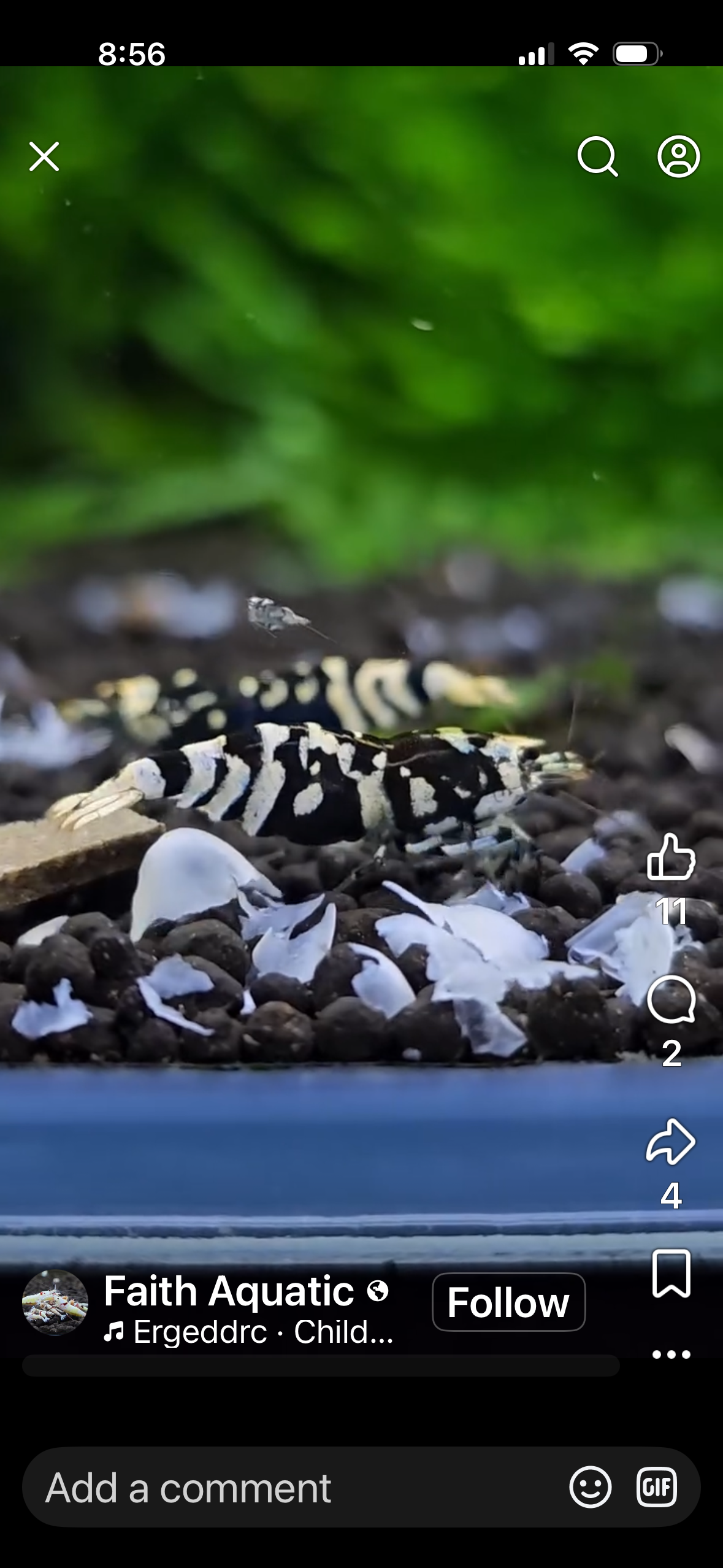 Black fancy tiger Breeder Ji Hong