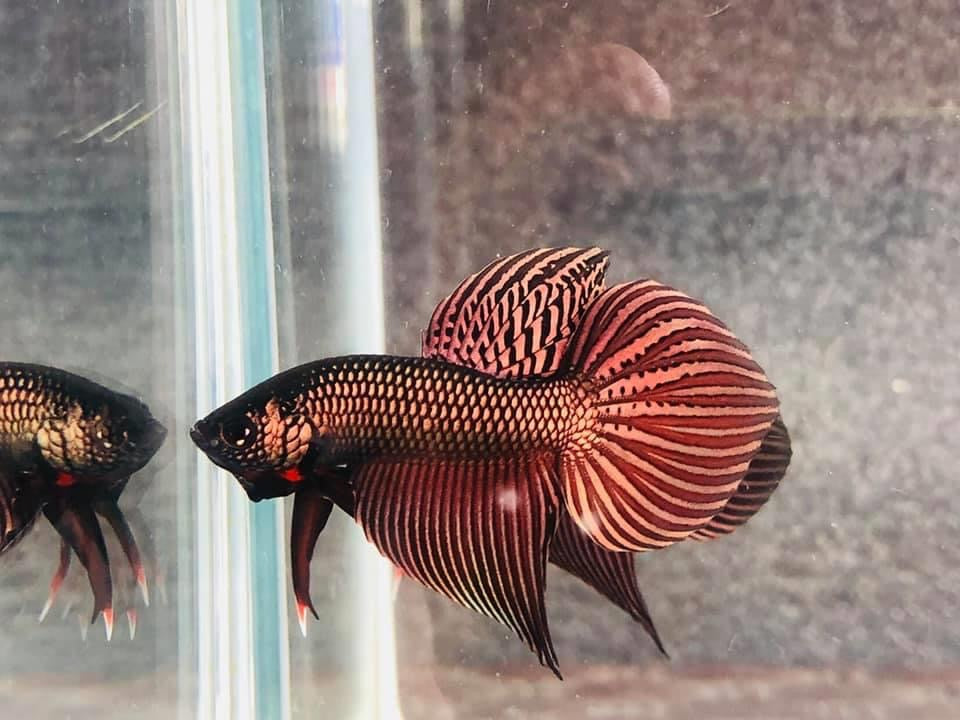 Copper Sparagdina  wild betta  male (Copy)