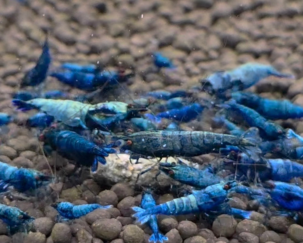 Blue bolt extreme Breeder Ji Hong