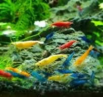 Skittles Assorted Neocaridina