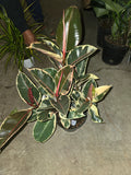 8" Pot - XL size Ficus elastica "Tineke" Variegated Rubber Tree - #017
