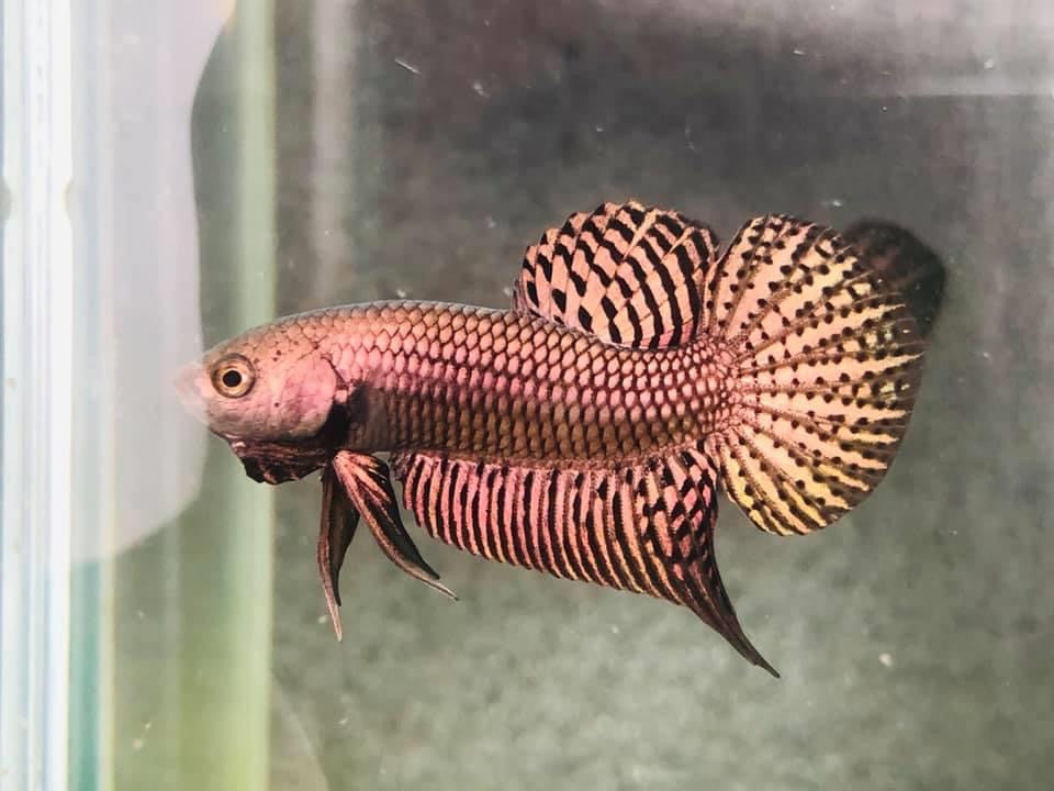 Wild Betta Male Alien Copper