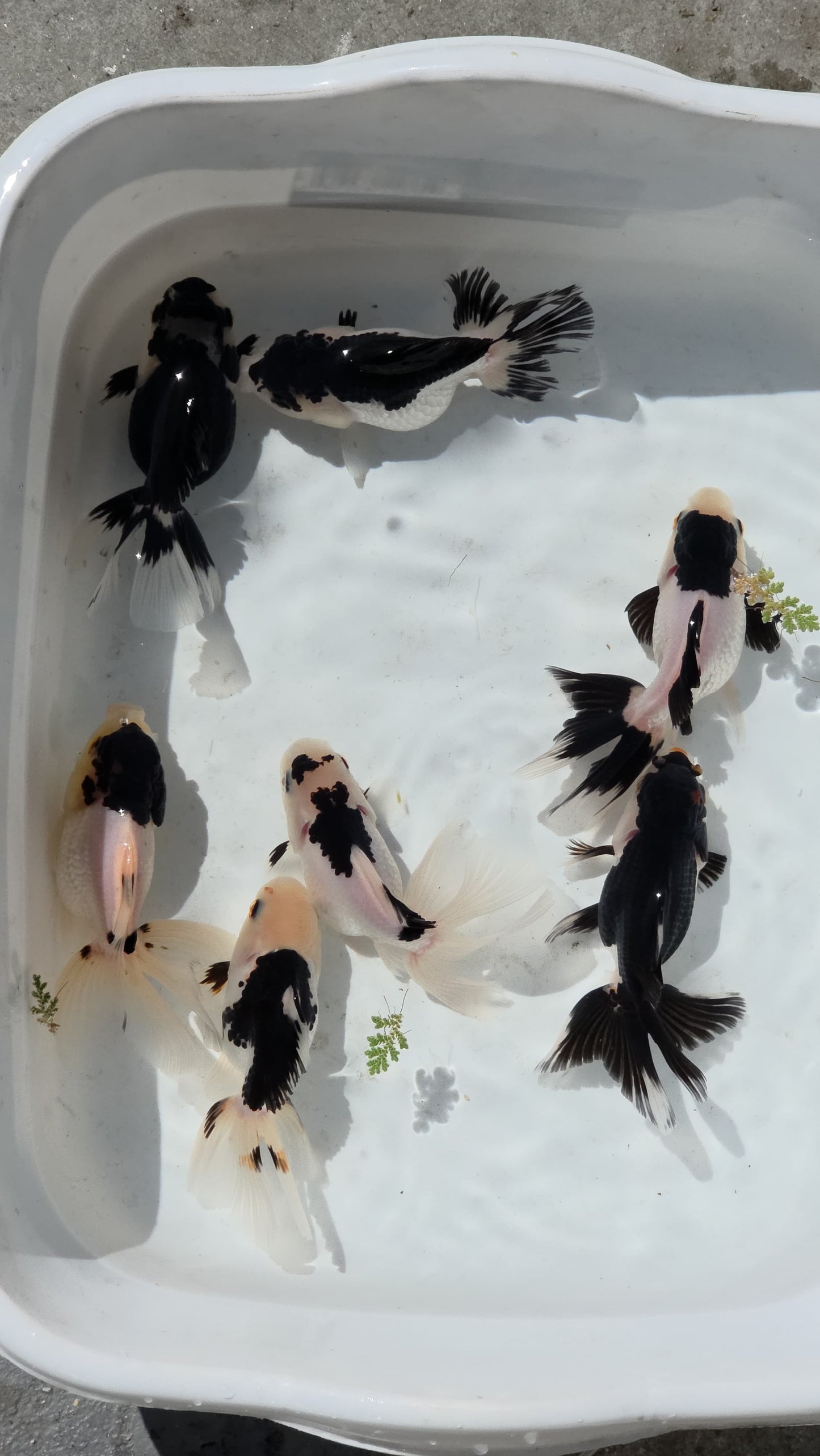 Mixed Oranda Juvenile (Copy)