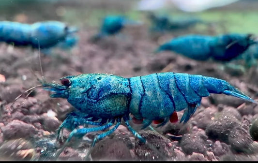 Blue bolt extreme Breeder Ji Hong