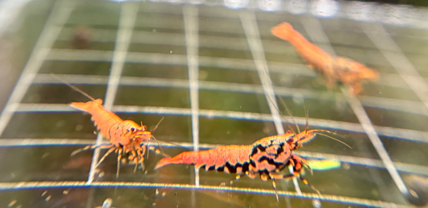 Orange Boa Caridina Mix