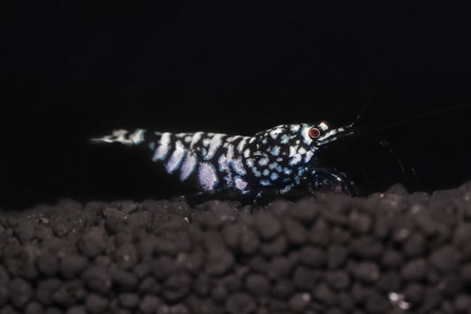 BLACK GALAXY Mix A/S plus for DOA