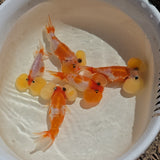Red & White Sakura Bubble Eye Goldfish