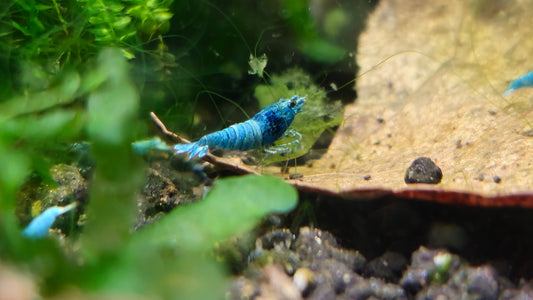 Blue bolt extreme Breeder Ji Hong