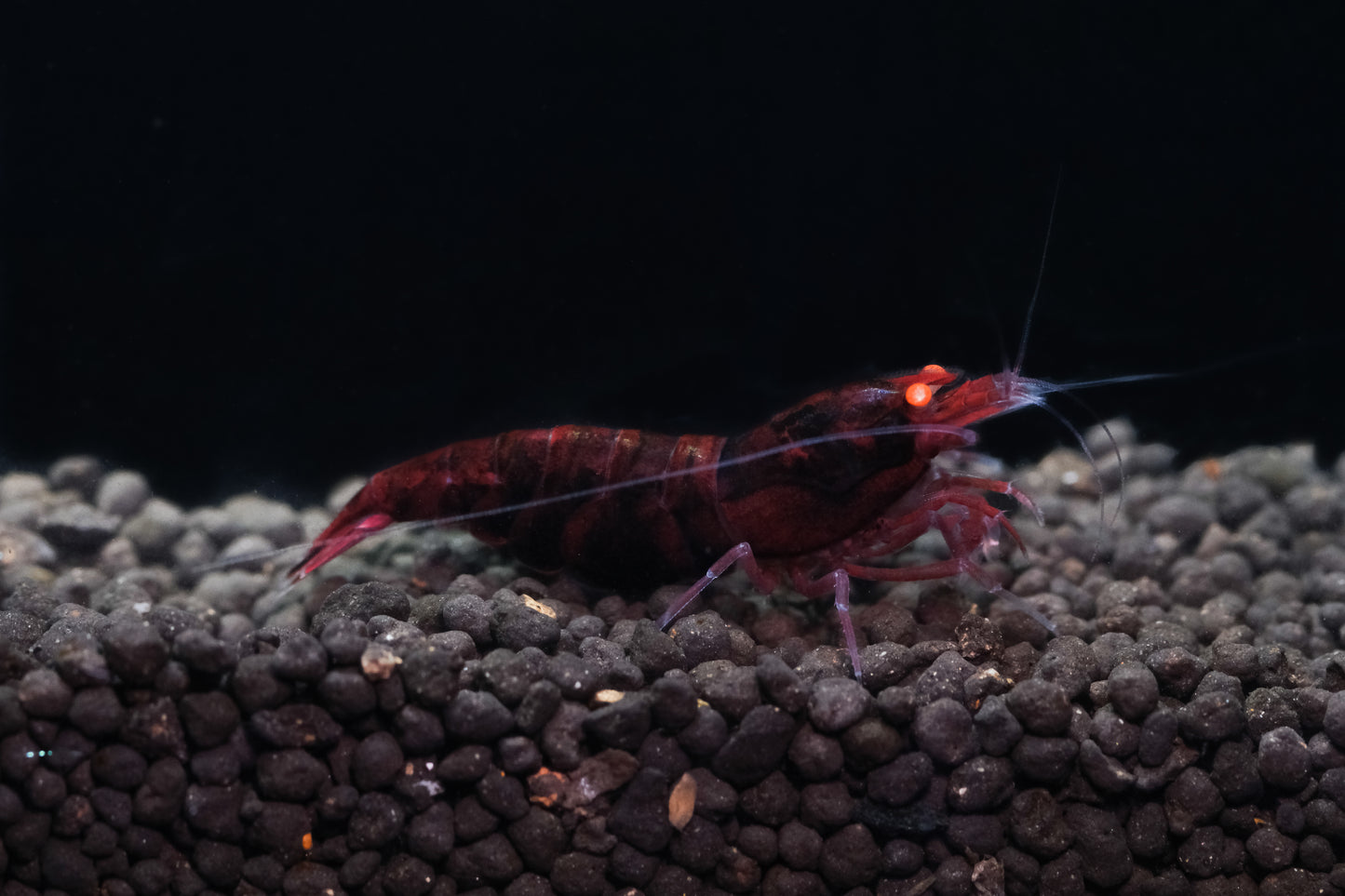 Orange Eye - Red Devil